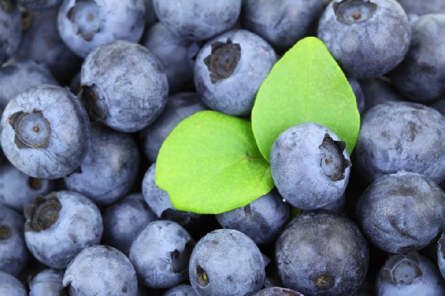 Blaubären