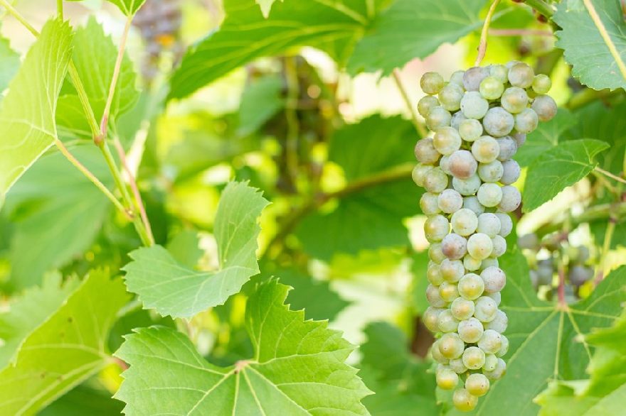 Sangiovesetrauben so wie man den für die Sangiovese Weine in San Marino zur Herstellung verwendet.