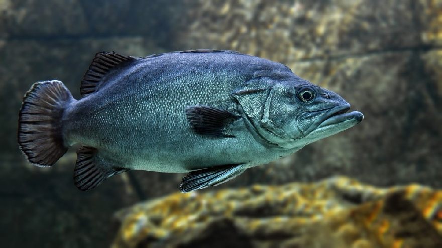 Fisch im Becken